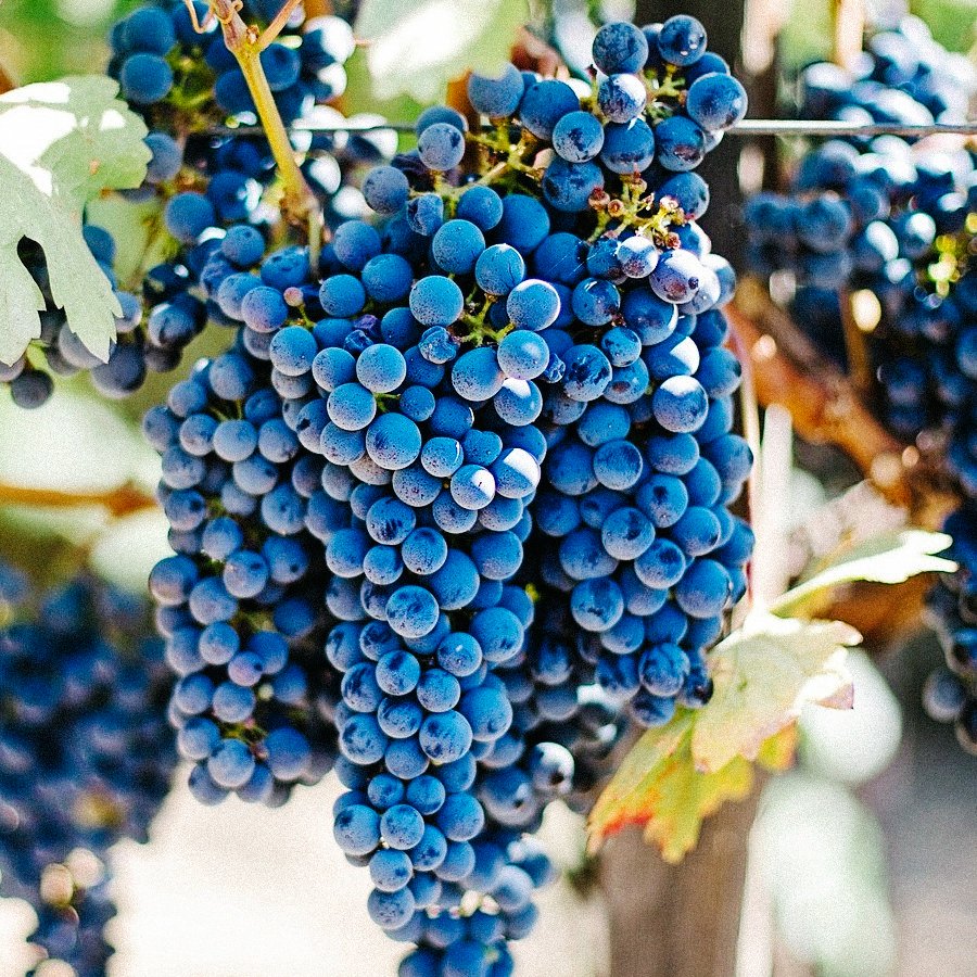 Extrakt Z Hroznových Jader OPC 400 Forte Extrakt Z Hroznových Jader OPC 400 Forte